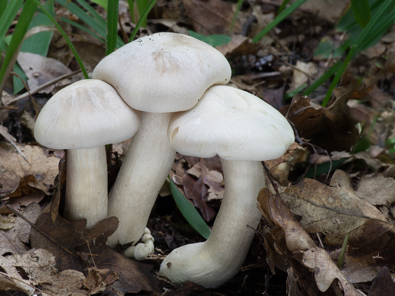 Entoloma sinuatum